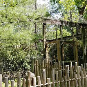 Bergen County Zoo - Andean condor