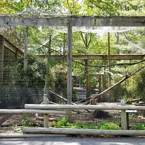 Bergen County Zoo - Andean condor