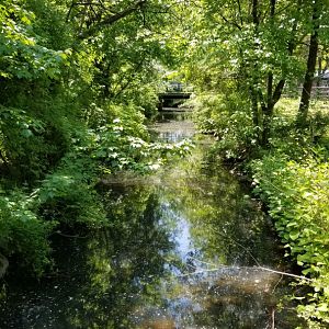 Bergen County Zoo - Stream