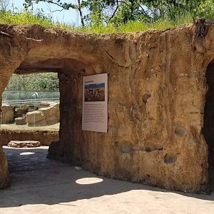 Bergen County Zoo - Black-tailed prairie dogs