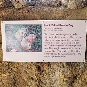 Bergen County Zoo - Black-tailed prairie dogs