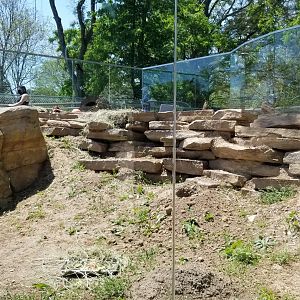 Bergen County Zoo - Black-tailed prairie dogs