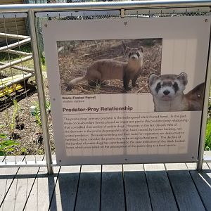 Bergen County Zoo - Black footed ferret sign