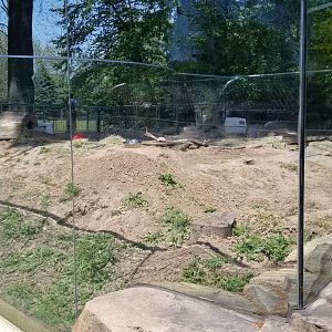Bergen County Zoo - Black-tailed prairie dogs