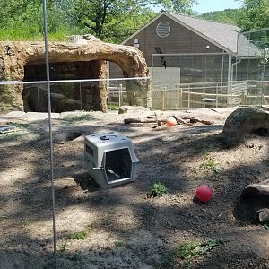 Bergen County Zoo - Black-tailed prairie dogs