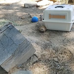 Bergen County Zoo - Black-tailed prairie dogs, mom