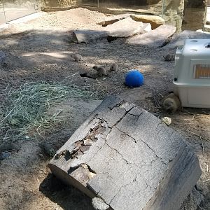 Bergen County Zoo - Black-tailed prairie dogs