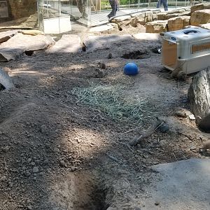 Bergen County Zoo - Black-tailed prairie dogs