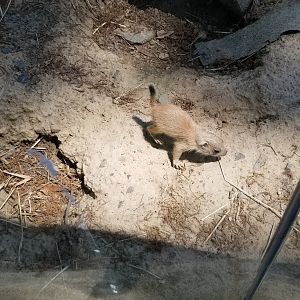 Bergen County Zoo - Black-tailed prairie dogs