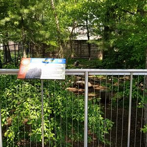 Bergen County Zoo - Bald eagle