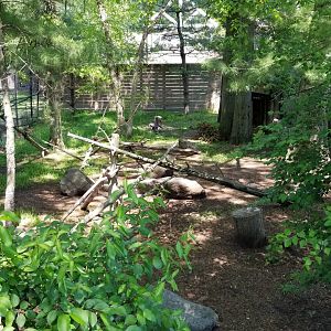 Bergen County Zoo - Bald eagle