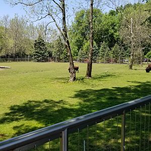Bergen County Zoo - Bison and elk, right
