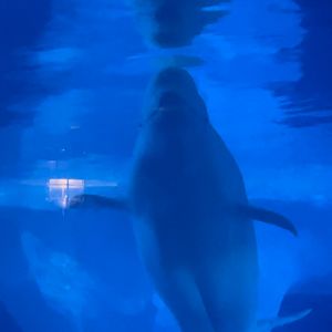 Beluga