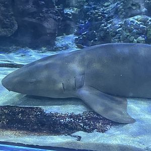 Nurse shark