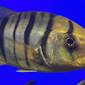 Golden trevally