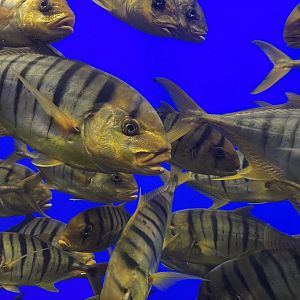 Golden trevally