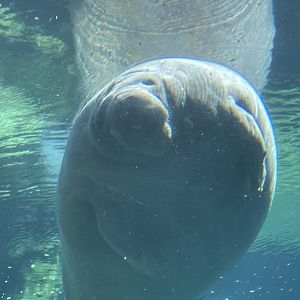 Manatee