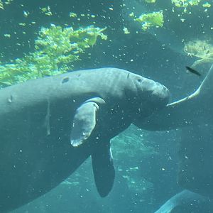 Manatee