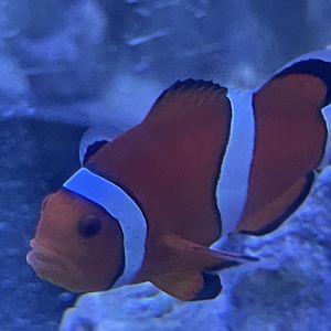 Clownfish