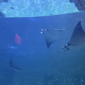 Lesser devil ray