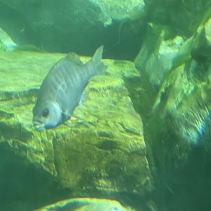 Can anyone id this fish