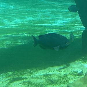 Can anyone id this fish