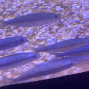 Can anyone id this fish