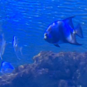 Can anyone id this fish