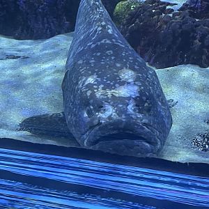 Can anyone id this fish