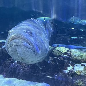 Can anyone id this fish