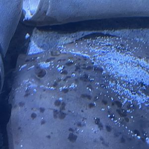 Can anyone id this fish