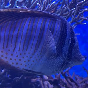 Can anyone id this fish