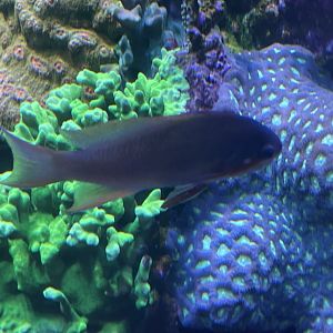 Can anyone id this fish