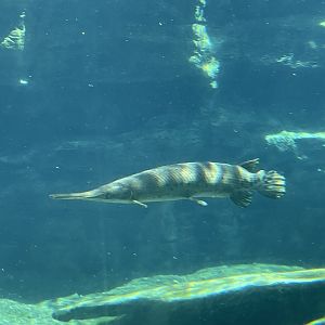 Can anyone id this fish