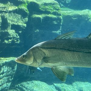 Can anyone id this fish