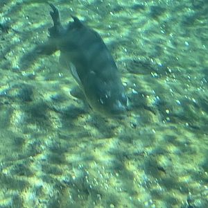 Can anybody id this fish