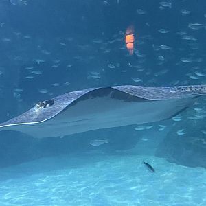 Can anybody id this fish