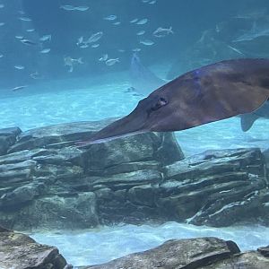 Can anybody id this fish