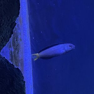 Can anybody id this fish