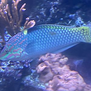 Can anybody id this fish