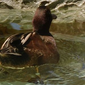 Can anyone id this duck