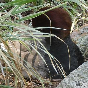 Can anyone id this duck