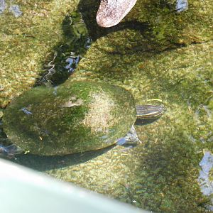 Can anyone id this turtle