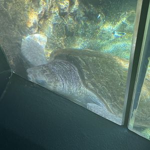 Can anyone id this turtle