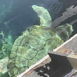 Can anyone id this turtle