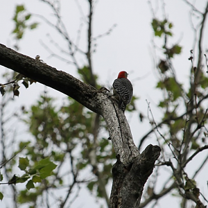 Red Bellied Woodpecker (Melanerpes carolinus)