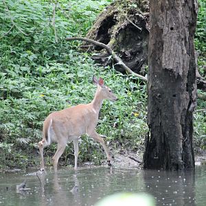 White-Tailed Deer on the riverbank
