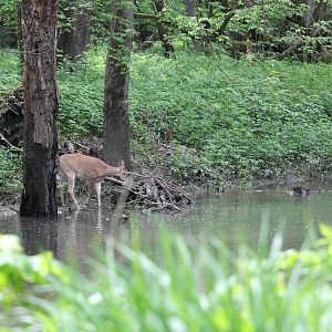 Deer taking a sip