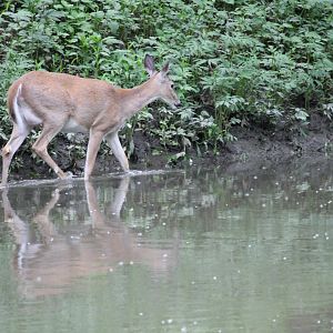Deer on the riverbank