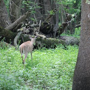 Deer heading back into the forest